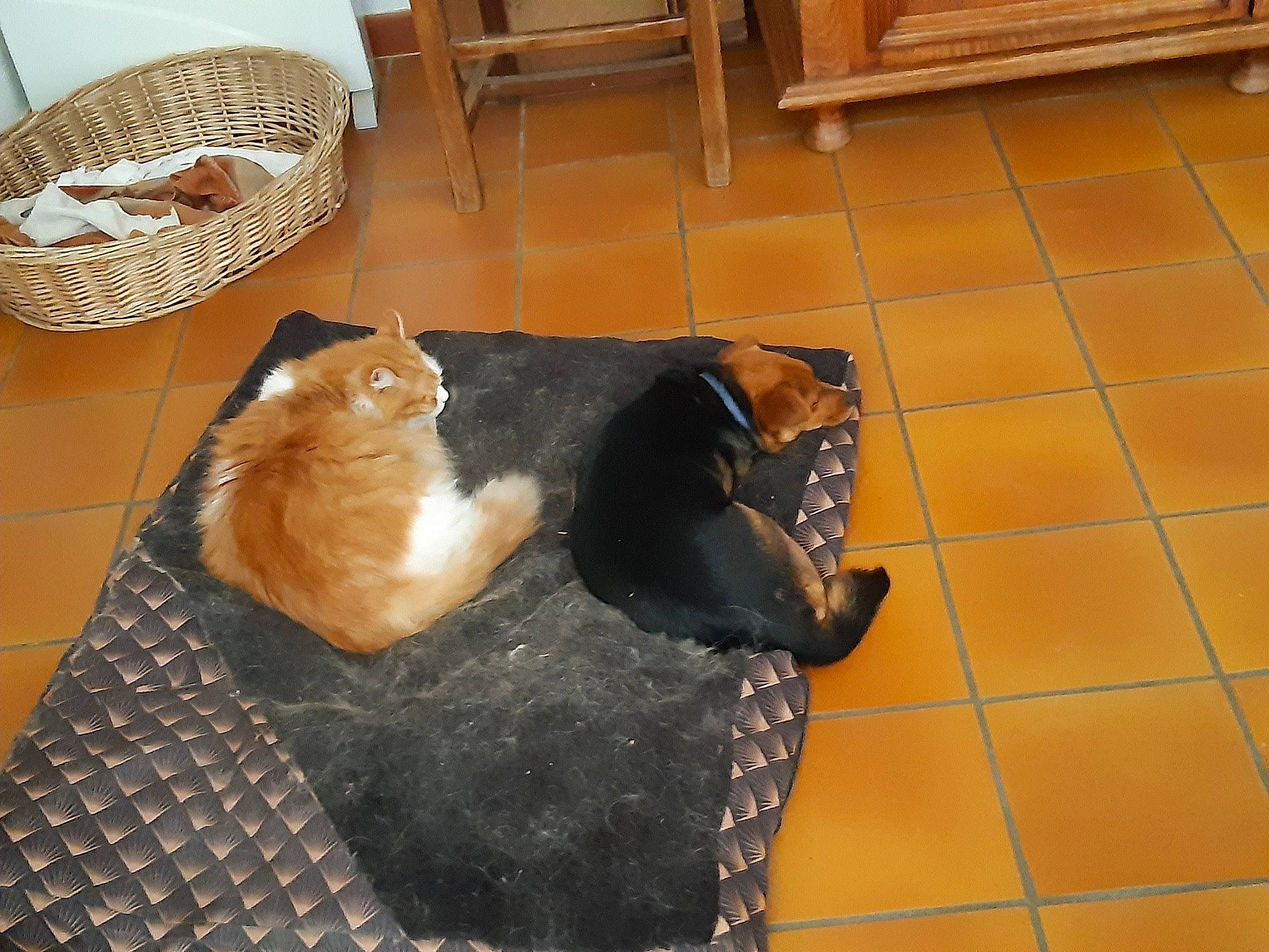 Shadow participe au concours pour gagner de l'argent avec cette photo : brown, carnivore, cat, comfort, companion_dog, dog_breed, domestic_short_haired_cat, fawn, felidae, floor, flooring, fur, hardwood, pet_supply, room, small_to_medium_sized_cats, tail, tile_flooring, whiskers, wood