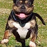 Meatball is registered to the contest to win money with this photo: dog, running, grass, outdoor, happy, pet, animal, playful, tongue_out, ears_up, sunlight, daytime, jumping, canine, mammal, nature, active, energetic, cute, fun