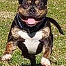 dog, running, grass, outdoor, happy, pet, animal, playful, tongue_out, ears_up, sunlight, daytime, jumping, canine, mammal, nature, active, energetic, cute, fun