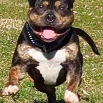Meatball