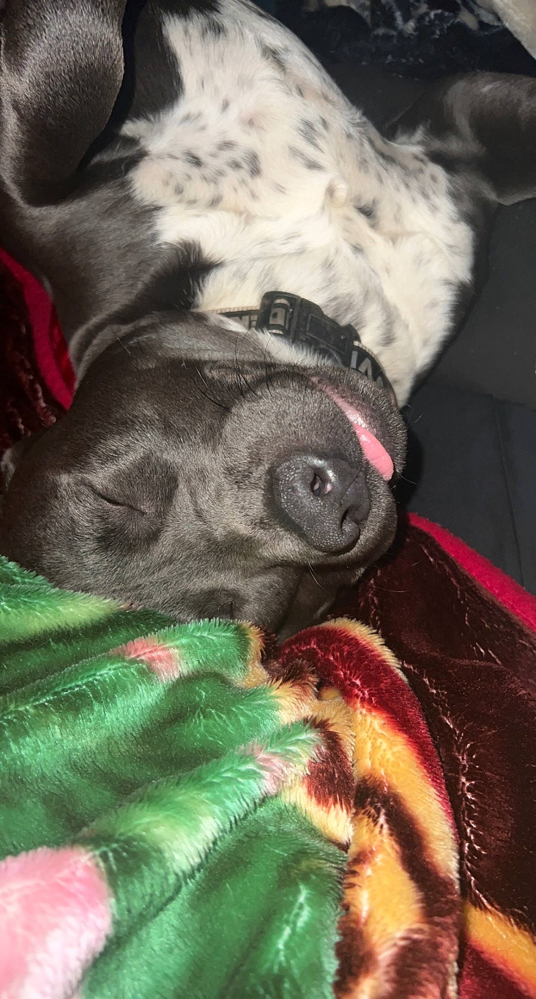 Turbo is registered to the contest to win money with this photo: canidae, carnivore, close_up, collar, comfort, companion_dog, dog, dog_breed, dog_collar, ear, fawn, fur, liver, snout, sporting_group, terrestrial_animal, whiskers, wool, working_animal, wrinkle