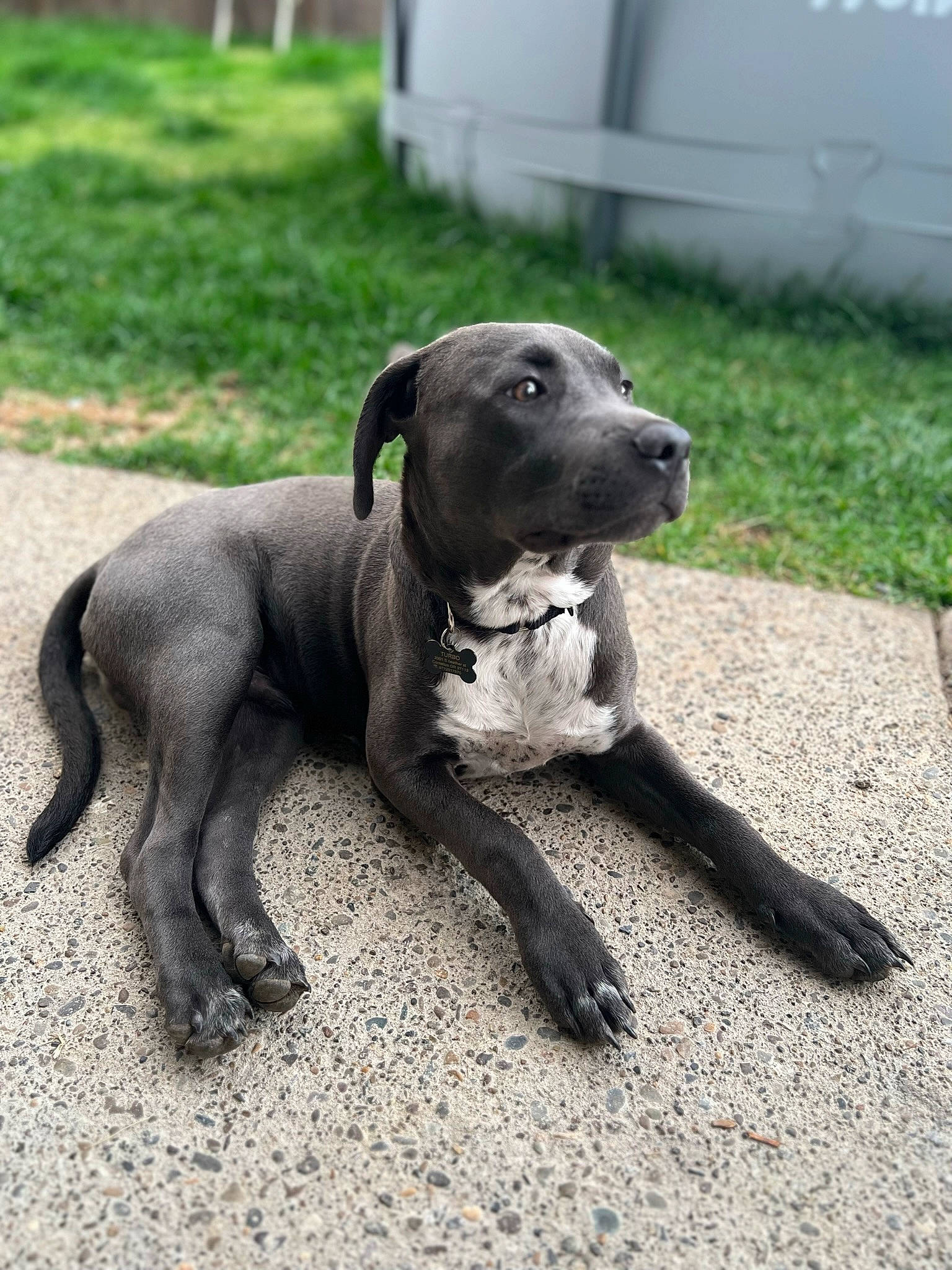 Turbo is registered to the contest to win money with this photo: borador, carnivore, collar, companion_dog, dog, dog_breed, dog_collar, fawn, grass, guard_dog, gun_dog, paw, pet_supply, plant, snout, sporting_group, tail, terrestrial_animal, whiskers, working_animal