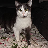 Tsuki a rejoint le concours — aidez-le/la à gagner de superbes lots ! blanket, cat, close_up, couch, domestic_animal, ears, feline, floral_pattern, front_paws, green_eyes, grey_and_white, indoor, living_room, looking_at_camera, pet, portrait, quilt, sofa, tuxedo_cat, whiskers
