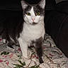 blanket, cat, close_up, couch, domestic_animal, ears, feline, floral_pattern, front_paws, green_eyes, grey_and_white, indoor, living_room, looking_at_camera, pet, portrait, quilt, sofa, tuxedo_cat, whiskers