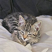 Mew Mew is registered to the contest to win money with this photo: cat, kitten, tabby, sleeping, sleepy, resting, curled_up, furry, striped_fur, whiskers, closed_eyes, animal, pet, cute, cozy, bed, blanket, indoors, close_up, relaxed