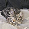 cat, kitten, tabby, sleeping, sleepy, resting, curled_up, furry, striped_fur, whiskers, closed_eyes, animal, pet, cute, cozy, bed, blanket, indoors, close_up, relaxed