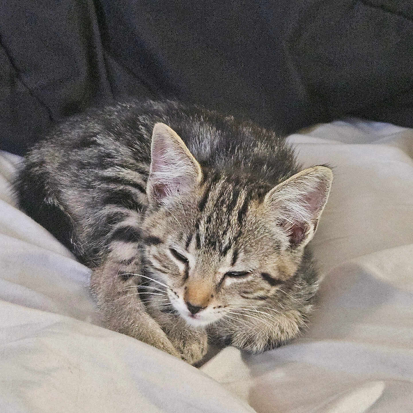 Mew Mew