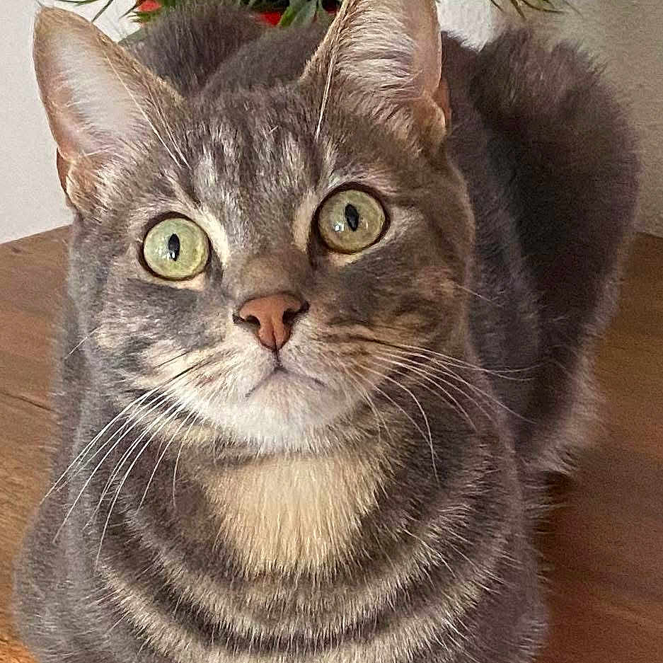 Doudou Et Ninou participe au concours pour gagner de l'argent avec cette photo : animal, cat, closeup, curious, cute, domestic_cat, ears, eyes, fur, green_plant, houseplant, indoor, leafy, pet, portrait, relaxed, resting, tabby, whiskers, wooden_surface