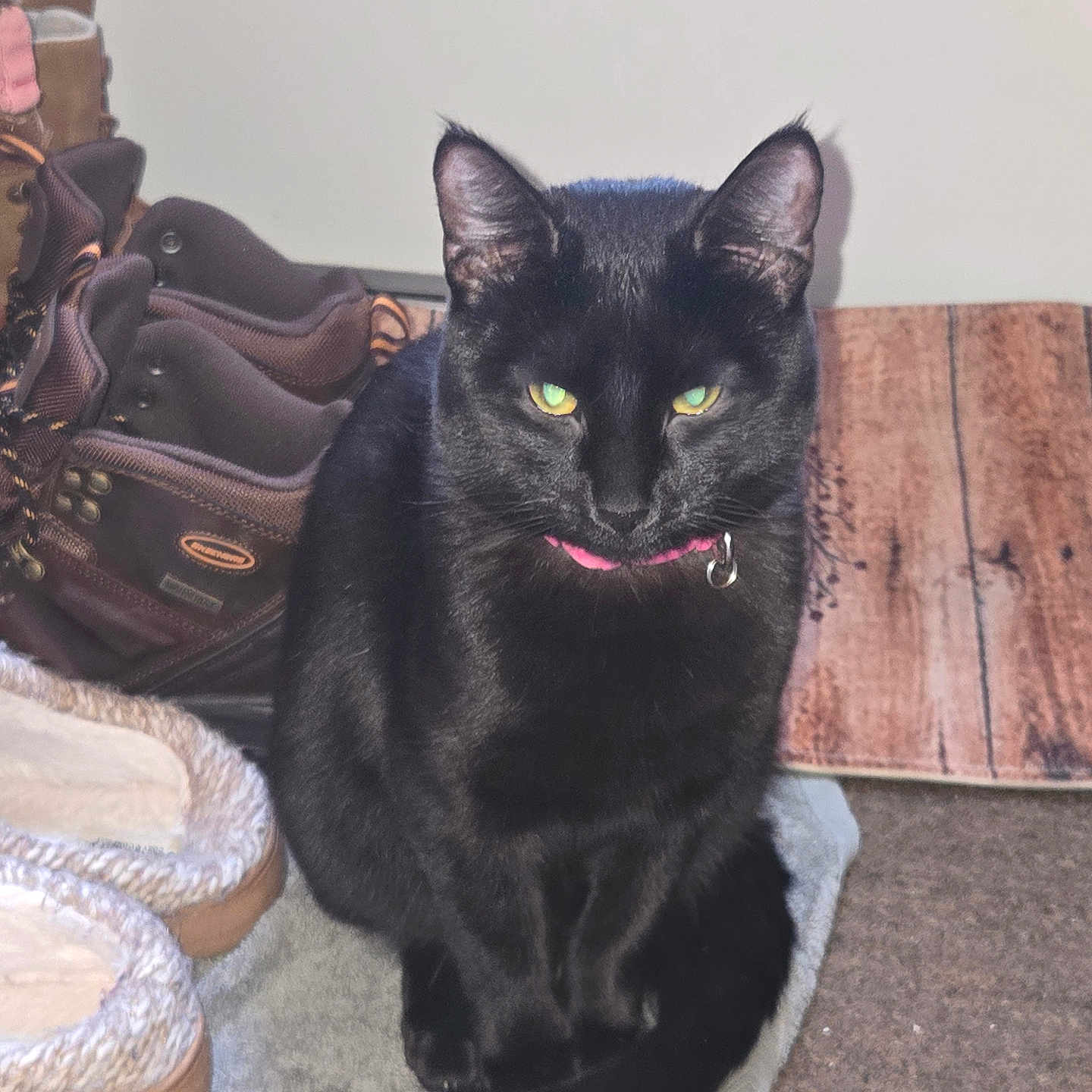 Nala joined the competition — help win amazing prizes! accessories, animal, architecture, bag, blackcat, building, cat, chair, clothing, couch, footwear, furniture, handbag, hardwood, homedecor, manx, pet, plywood, shoe, wood