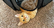Ariel is registered to the contest to win money with this photo: cat, orange_tabby, pet, carpet, mesh, indoor, curious, playful, feline, whiskers, ears, fur, resting, closeup, animal, cute, looking, texture, home, relaxed
