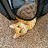 cat, orange_tabby, pet, carpet, mesh, indoor, curious, playful, feline, whiskers, ears, fur, resting, closeup, animal, cute, looking, texture, home, relaxed