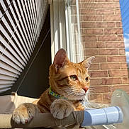 Ariel joined the competition — help win amazing prizes! cat, ginger_cat, window, sunlight, blinds, brick_wall, pet, indoor, perch, curious, feline, collar, paw, resting, daylight, animal, domestic_cat, looking_out, close_up, window_sill