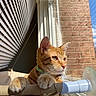 cat, ginger_cat, window, sunlight, blinds, brick_wall, pet, indoor, perch, curious, feline, collar, paw, resting, daylight, animal, domestic_cat, looking_out, close_up, window_sill