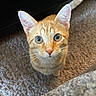 cat, orange_tabby, pet, indoor, carpet, whiskers, ears, tail, animal, cute, feline, looking_up, curious, fur, domestic_cat, closeup, small_animal, young_cat, alert, adorable