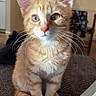 kitten, cat, orange_tabby, pet, indoor, books, curled_tail, feline, cute, whiskers, paws, young_cat, domestic_animal, cozy, furniture, close_up, curious, sitting, soft_fur, home