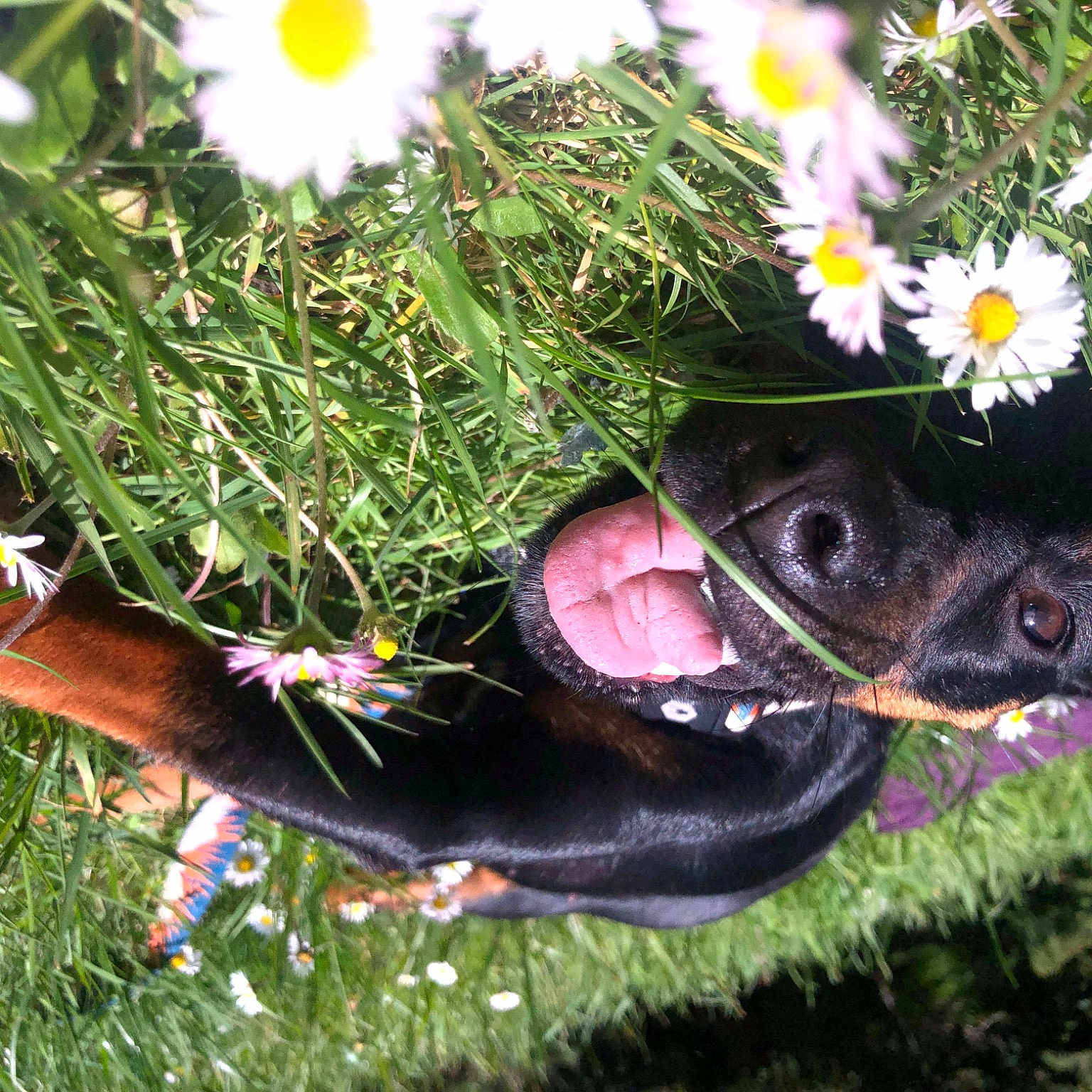 Ali is registered to the contest to win money with this photo: annual_plant, botany, carnivore, dog_breed, flower, flowering_plant, grass, hat, leaf, light, nature, organism, people_in_nature, petal, plant, shrub, sunglasses, tree, wildflower, yellow