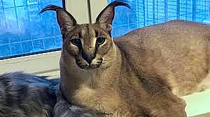 Floppa joined the competition — help win amazing prizes! carnivore, cat, eye, fawn, felidae, fur, photo_caption, small_to_medium_sized_cats, snout, terrestrial_animal, whiskers, wildlife