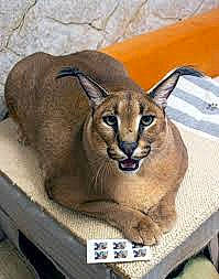 Floppa is registered to the contest to win money with this photo: big_cats, canidae, carnivore, eye, fang, fawn, felidae, fur, pet_supply, plant, small_to_medium_sized_cats, snout, terrestrial_animal, whiskers, wildlife