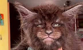 Bingus is registered to the contest to win money with this photo: canidae, carnivore, cat, companion_dog, dog_breed, fang, felidae, fur, liver, small_to_medium_sized_cats, snout, terrestrial_animal, whiskers, wildlife