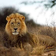 Bingus joined the competition — help win amazing prizes! adaptation, big_cats, carnivore, ecoregion, eye, fawn, felidae, fur, grass, grassland, landscape, lion, mane, masai_lion, plant, snout, steppe, terrestrial_animal, whiskers, wildlife