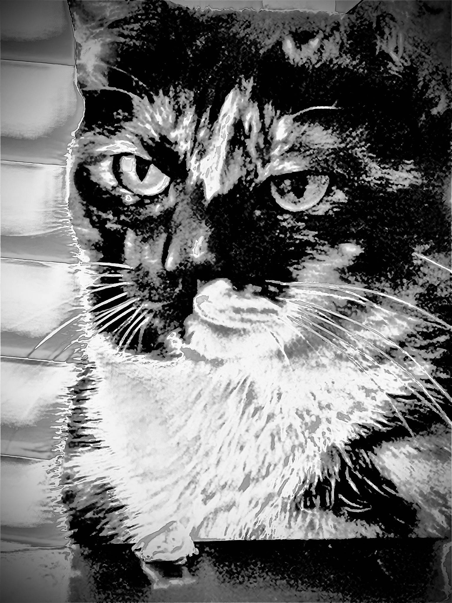 La Roux joined the competition — help win amazing prizes! art, black_and_white, carnivore, cat, domestic_short_haired_cat, felidae, fur, hair, head, illustration, iris, monochrome, monochrome_photography, small_to_medium_sized_cats, snout, stock_photography, style, terrestrial_animal, whiskers, window