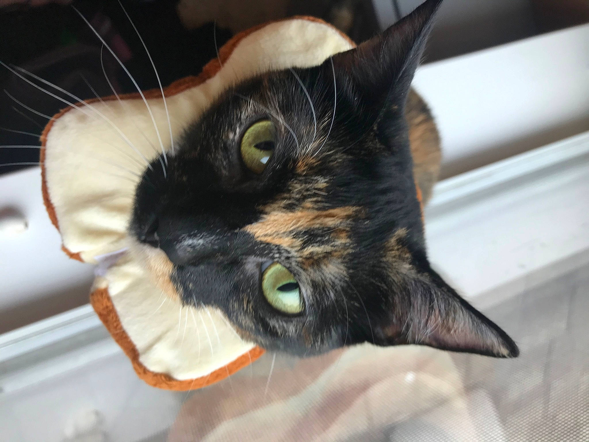 La Roux joined the competition — help win amazing prizes! carnivore, cat, claw, close_up, comfort, domestic_short_haired_cat, ear, felidae, fur, small_to_medium_sized_cats, snout, whiskers