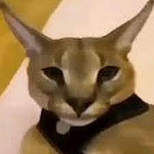 Hecker is registered to the contest to win money with this photo: art, canidae, carnivore, cat, fang, fawn, felidae, fictional_character, fur, metal, paper_product, siamese, small_to_medium_sized_cats, snout, terrestrial_animal, whiskers, wildlife