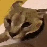 Hecker joined the competition — help win amazing prizes! art, canidae, carnivore, cat, dog_breed, fur, snout, sporting_group, terrestrial_animal, wildlife, wood, working_animal