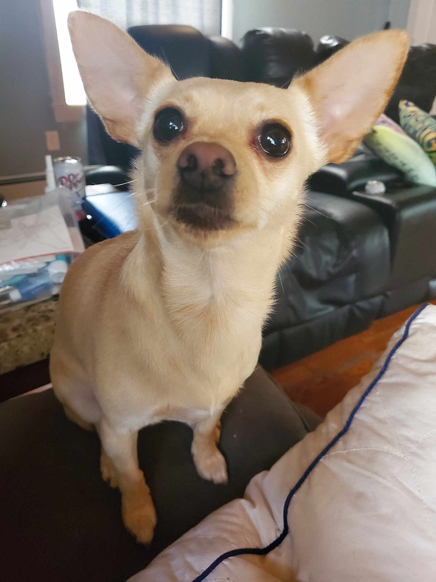 Bella