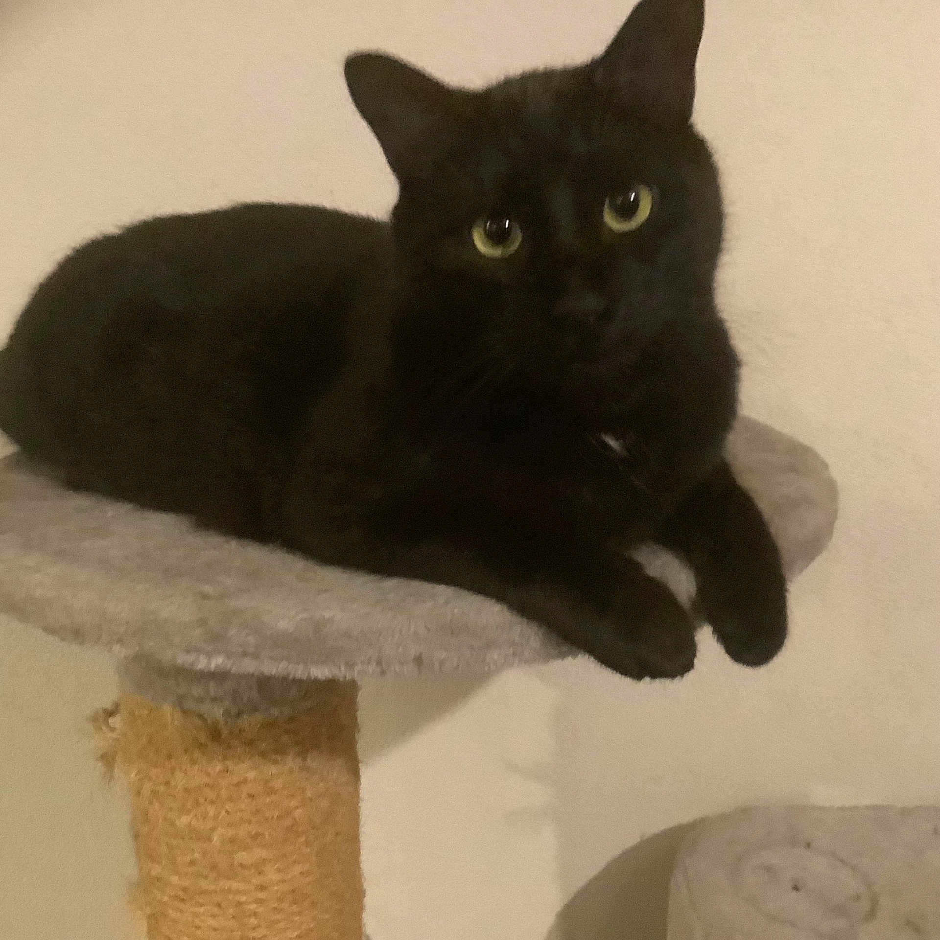Zimba