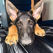Panzer joined the competition — help win amazing prizes! animal, bed, black, black_surface, brown, close_up, cute, dog, domestic_animal, ears, fur, german_shepherd, indoor, looking_at_camera, lying_down, paws, pet, portrait, puppy, young_dog