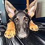 animal, bed, black, black_surface, brown, close_up, cute, dog, domestic_animal, ears, fur, german_shepherd, indoor, looking_at_camera, lying_down, paws, pet, portrait, puppy, young_dog