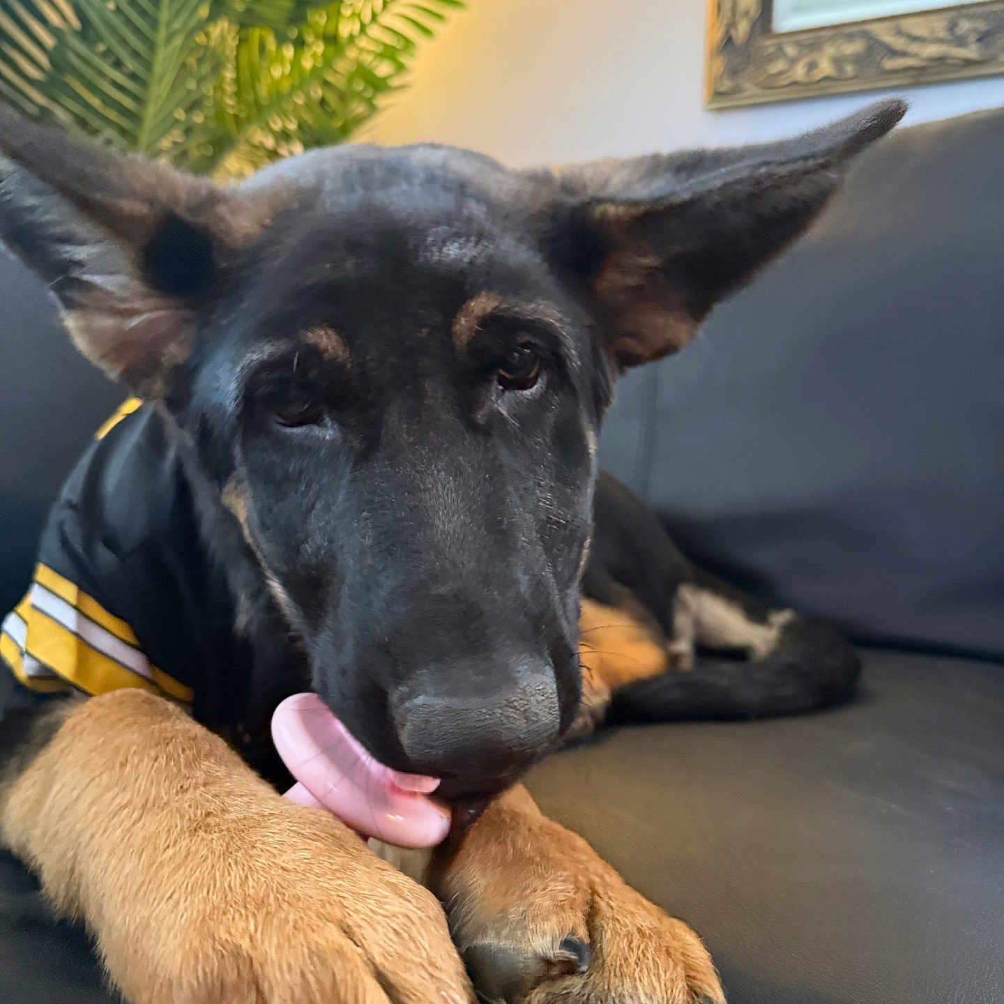 Panzer is registered to the contest to win money with this photo: animal, black_leather_couch, close_up, cozy, cute, dog, ears, fur, german_shepherd, green_leaves, home, indoor, mirror, paw, pet, plant, puppy, resting, tongue, young_dog