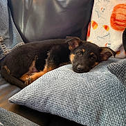 Panzer joined the competition — help win amazing prizes! black, blanket, brown, couch, cozy, cute, denim, dog, ears, fur, home, indoor, jeans, leather, pet, pillow, puppy, relax, resting, sleepy