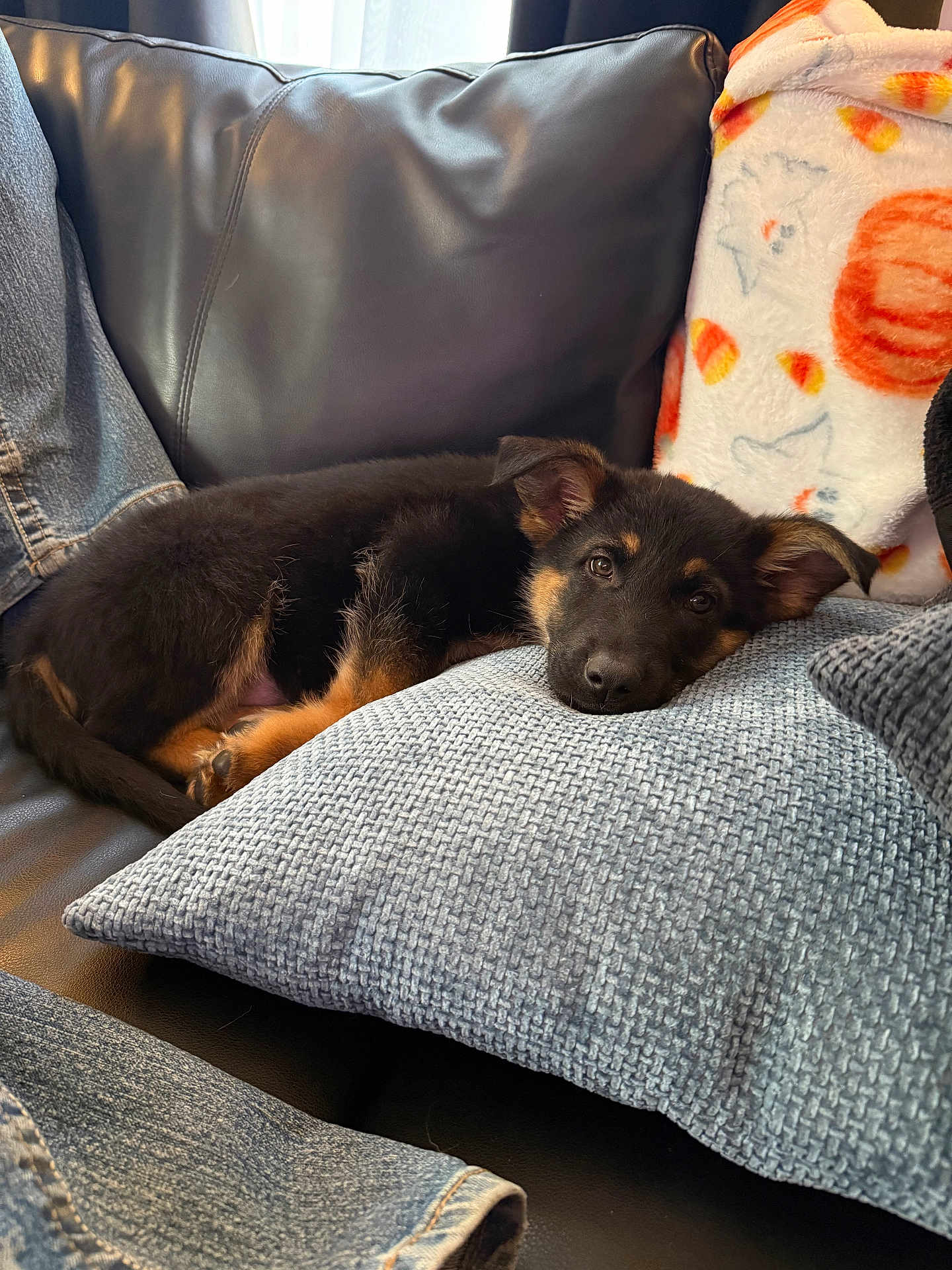 Panzer joined the competition — help win amazing prizes! black, blanket, brown, couch, cozy, cute, denim, dog, ears, fur, home, indoor, jeans, leather, pet, pillow, puppy, relax, resting, sleepy
