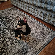 Nuggett is registered to the contest to win money with this photo: dog, chihuahua, small_dog, pet, rug, patterned_rug, hardwood_floor, bed, faux_fur_blanket, indoor, home_interior, sitting, tongue_out, ears_up, attentive, black_and_tan_coat, cute, cozy, domestic_animal, floor_decor
