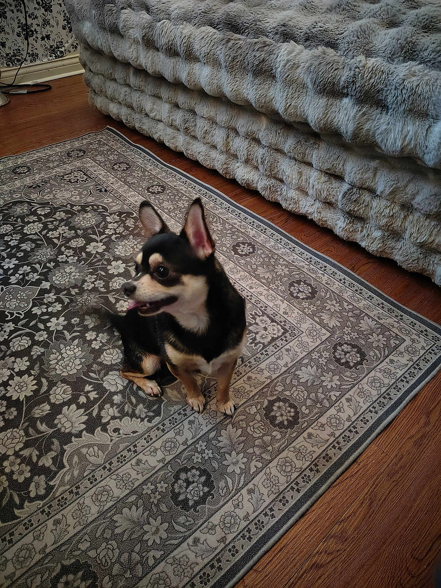 Nuggett is registered to the contest to win money with this photo: dog, chihuahua, small_dog, pet, rug, patterned_rug, hardwood_floor, bed, faux_fur_blanket, indoor, home_interior, sitting, tongue_out, ears_up, attentive, black_and_tan_coat, cute, cozy, domestic_animal, floor_decor