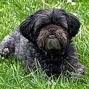 Baxter is registered to the contest to win money with this photo: dog, grass, outdoor, pet, animal, canine, fur, nature, greenery, laying, small_dog, scruffy, black_dog, gray_fur, portrait, daylight, muzzle, ears, snout, grass_field