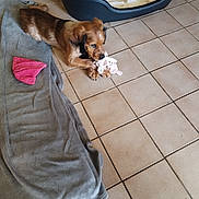 Arthur Lefevre participe au concours pour gagner de l'argent avec cette photo : animal, blanket, brown_dog, chewing, cozy, cute, dog, dog_bed, domestic, floor, home, indoor, pet, playful, puppy, relaxed, resting, soft_toy, tile, toy