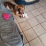 animal, blanket, brown_dog, chewing, cozy, cute, dog, dog_bed, domestic, floor, home, indoor, pet, playful, puppy, relaxed, resting, soft_toy, tile, toy