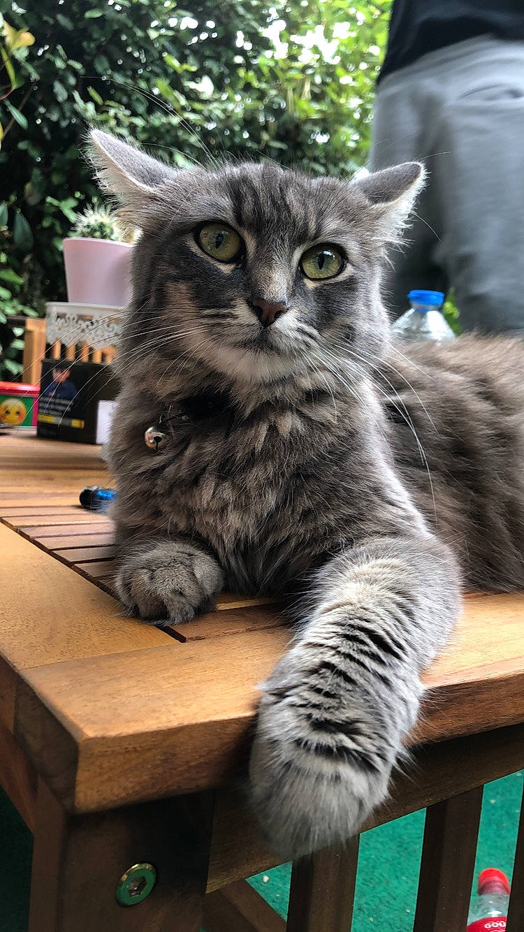 Kayna a rejoint le concours — aidez-le/la à gagner de superbes lots ! american_curl, asian, asian_semi_longhair, british_semi_longhair, carnivore, cat, domestic_long_haired_cat, domestic_short_haired_cat, dragon_li, european_shorthair, felidae, kitten, maine_coon, mammal, nebelung, norwegian_forest_cat, siberian, small_to_medium_sized_cats, vertebrate, whiskers