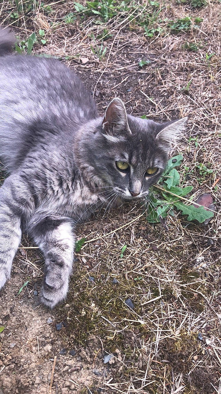 Kayna participe au concours pour gagner de l'argent avec cette photo : carnivore, cat, domestic_short_haired_cat, european_shorthair, felidae, grass, mammal, nebelung, plant, small_to_medium_sized_cats, whiskers, wild_cat