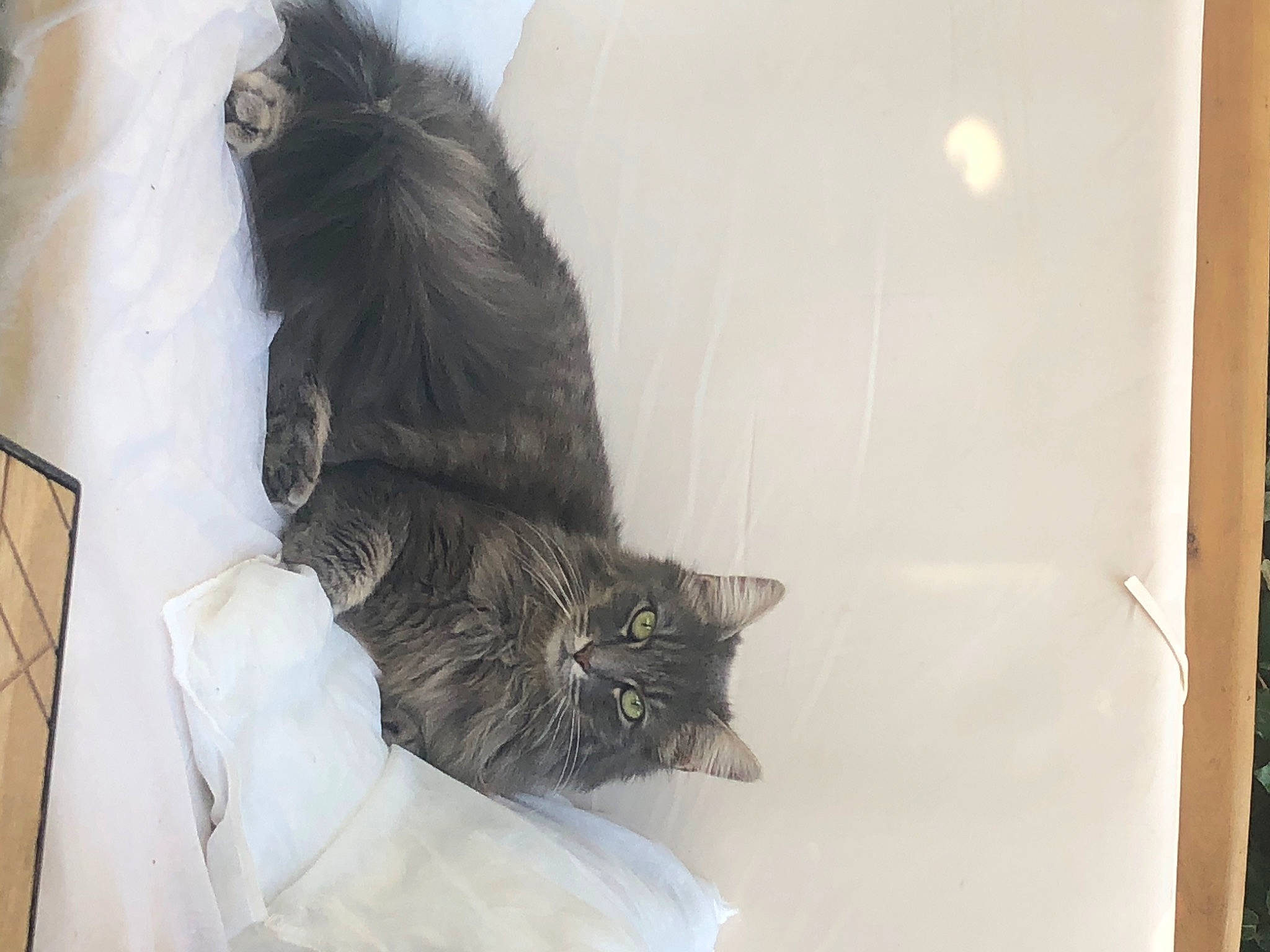 Kayna participe au concours pour gagner de l'argent avec cette photo : black_cat, british_semi_longhair, carnivore, cat, domestic_long_haired_cat, domestic_short_haired_cat, ear, european_shorthair, felidae, fur, kitten, nebelung, norwegian_forest_cat, polydactyl_cat, room, small_to_medium_sized_cats, tail, whiskers