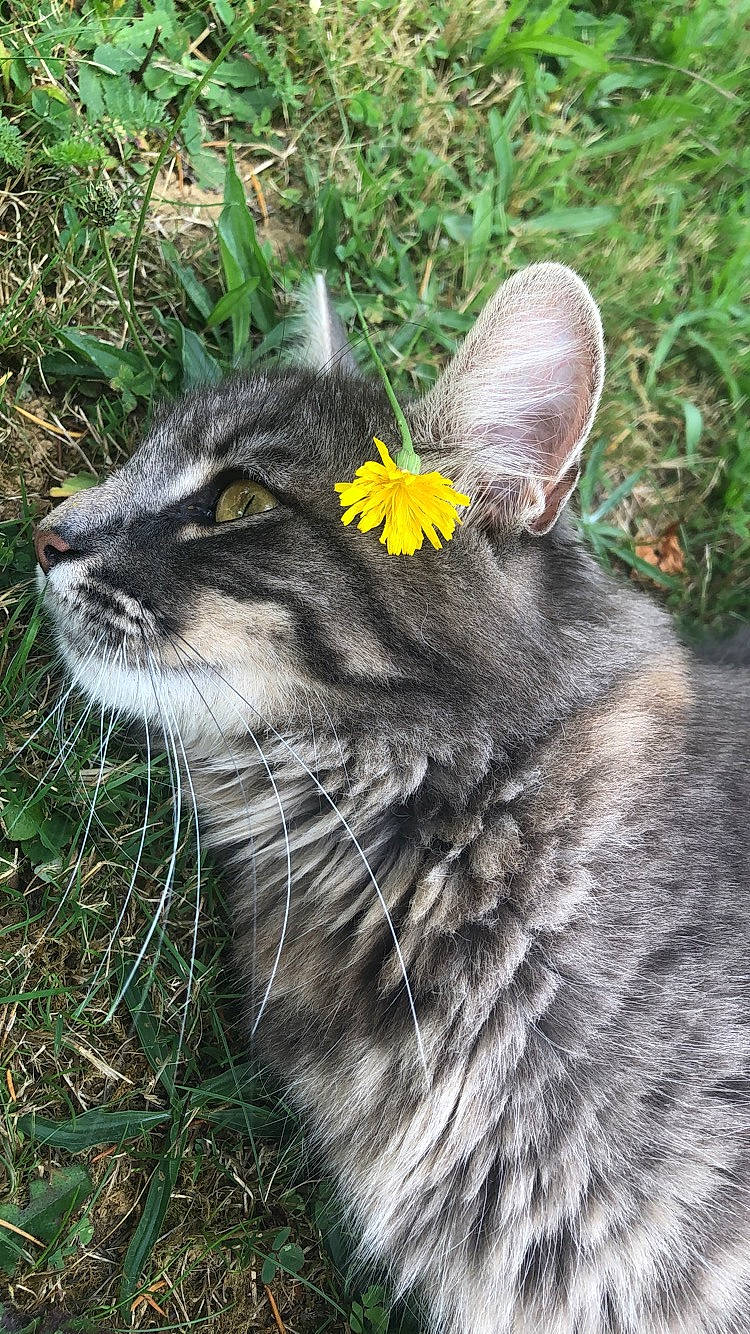 Kayna a rejoint le concours — aidez-le/la à gagner de superbes lots ! carnivore, cat, domestic_short_haired_cat, european_shorthair, felidae, grass, nebelung, plant, small_to_medium_sized_cats, tabby_cat, whiskers, wild_cat, wildlife