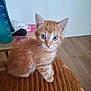 Kyûbi participe au concours pour gagner de l'argent avec cette photo : kitten, cat, orange_tabby, blue_eyes, pet, feline, whiskers, indoor, cute, animal, young, sitting, fur, closeup, domestic, soft, brown, texture, wood_floor, background_blur