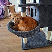 Kyûbi a rejoint le concours — aidez-le/la à gagner de superbes lots ! cat, orange_tabby, cat_tree, hammock, indoor, pet, furniture, wooden_floor, cozy, relaxed, living_room, toy, scratching_post, cute, animal, domestic_cat, feline, resting, household, comfortable