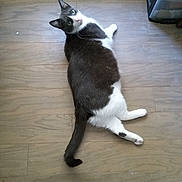 Thomas is registered to the contest to win money with this photo: animal, black_and_white, cat, cute, domestic_cat, ears, floor, floorboards, fur, home, indoor, looking_up, lying_down, mammal, pet, relaxed, resting, tail, whiskers, wooden_floor