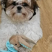 Tya a rejoint le concours — aidez-le/la à gagner de superbes lots ! animal, blanket, brown, bunny, companion, cute, dog, domestic, fluffy, fur, indoor, lying_down, pet, playful, puppy, soft, stuffed_toy, toy, white, wooden_floor