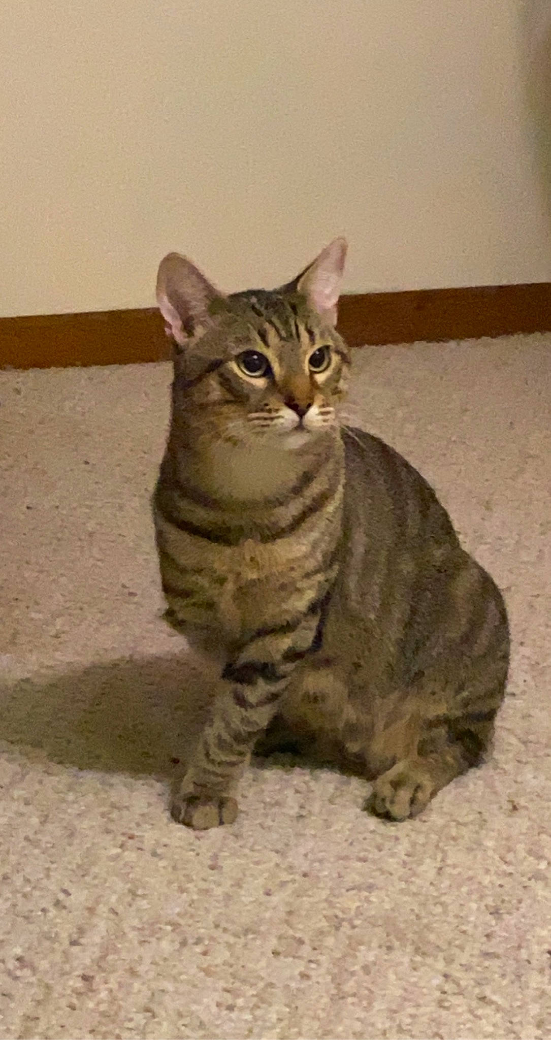 Frog joined the competition — help win amazing prizes! carnivore, cat, felidae, fur, paw, small_to_medium_sized_cats, snout, tail, terrestrial_animal, whiskers, wildlife