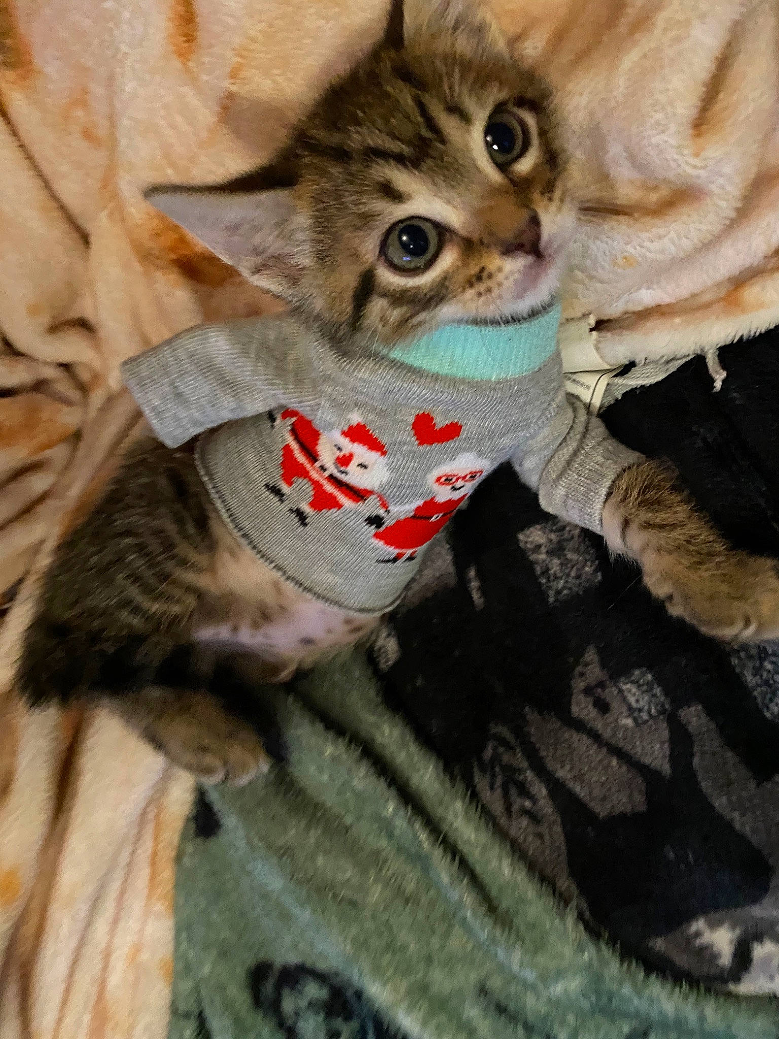 Frog is registered to the contest to win money with this photo: bag, carnivore, cat, claw, comfort, domestic_short_haired_cat, fashion_accessory, fawn, felidae, fur, paw, small_to_medium_sized_cats, snout, tail, whiskers